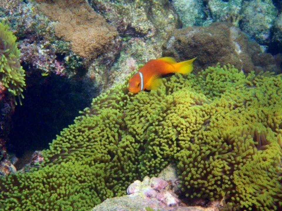 Ohne Worte ananea Diamonds Athuruga