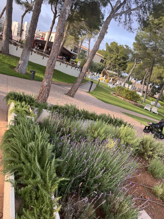 Gartenanlage Protur Floriana Resort Aparthotel