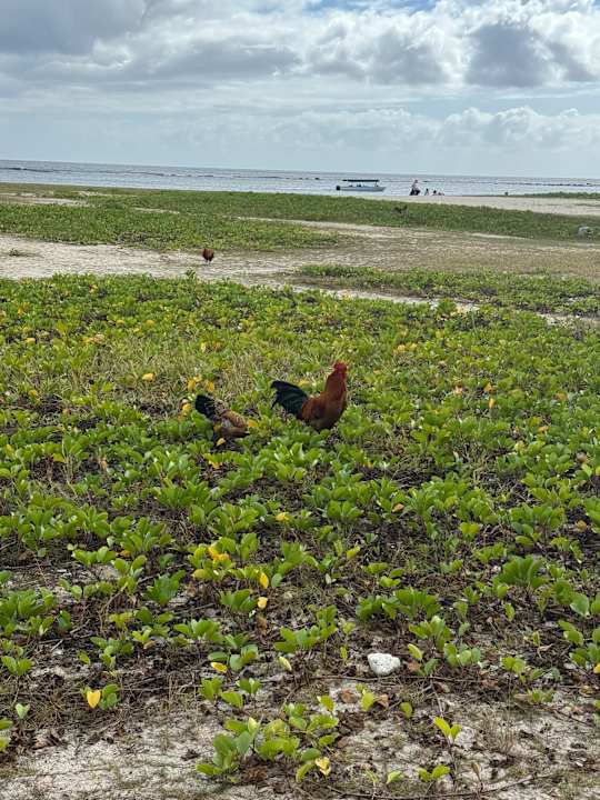 Strand La Pirogue Mauritius
