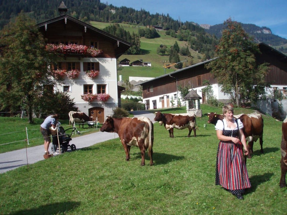 Unsere Pinzgauer-Kühe Biobauernhof Aubauer