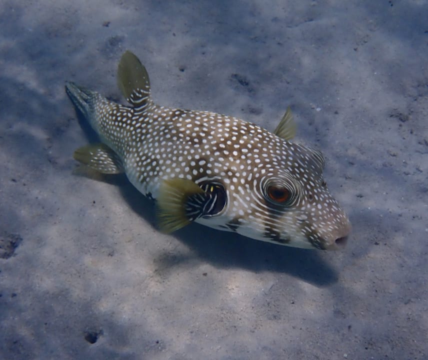 Strand Hotel Sheraton Soma Bay Resort