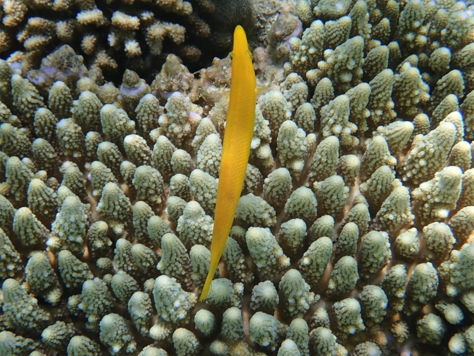 Sport & Freizeit Filitheyo Island Resort