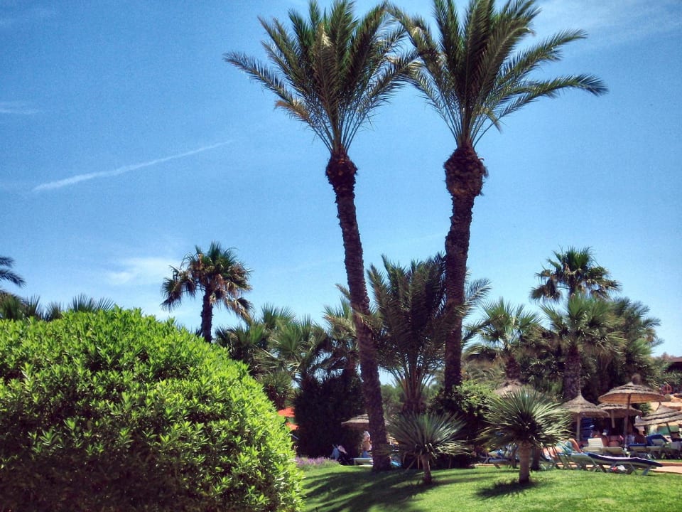 Kleine Liegewiese am mittleren Pool Sahara Beach Aquapark & Resort