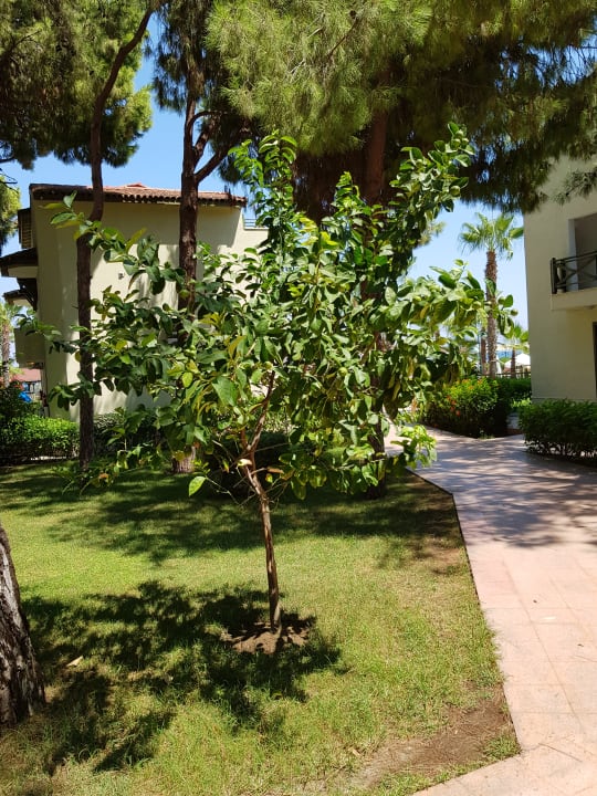 Gartenanlage Crystal Flora Beach Resort