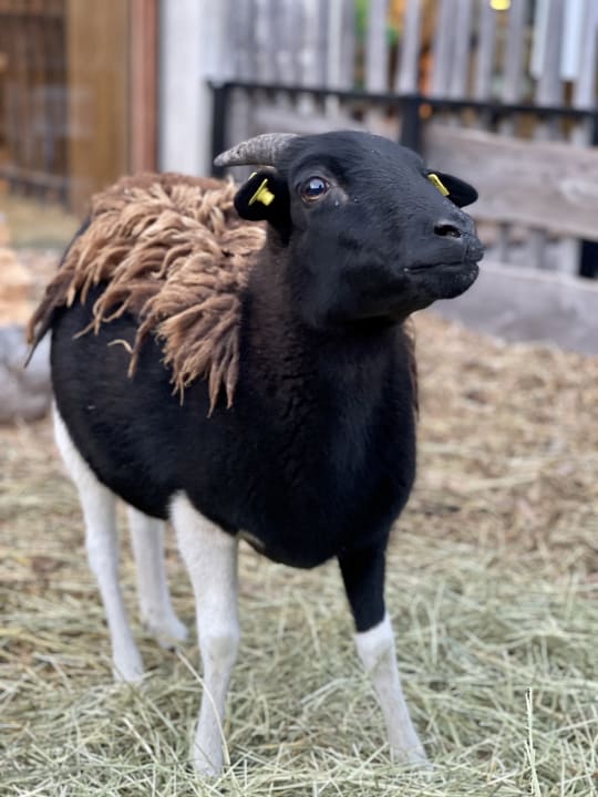 Sonstiges Dachsteinkönig - Familux Resort