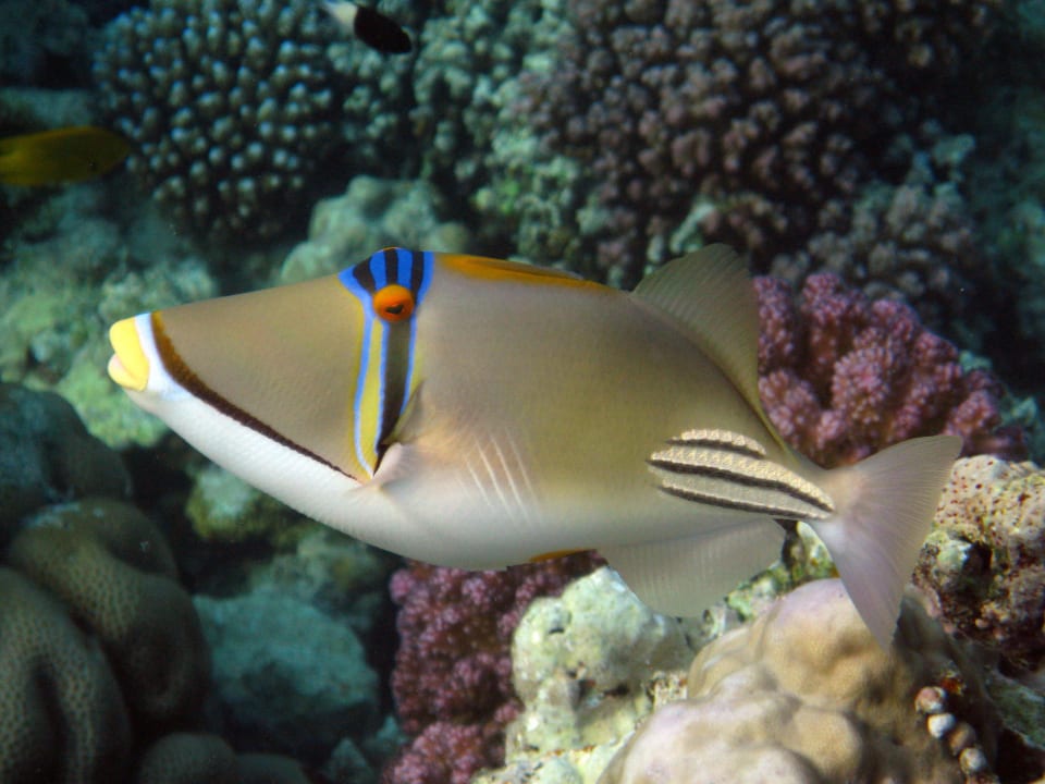 Schnorcheln im Grand Makadi Grand Makadi