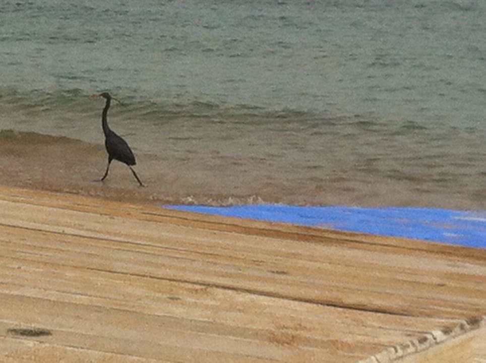 Fremder Gast am Strand Novotel Sharm El Sheikh