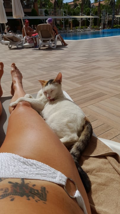 Pool Dizalya Palm Garden