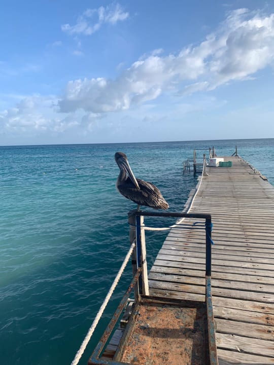 Strand Hotel Viva Dominicus Beach by Wyndham - All Inclusive Resort