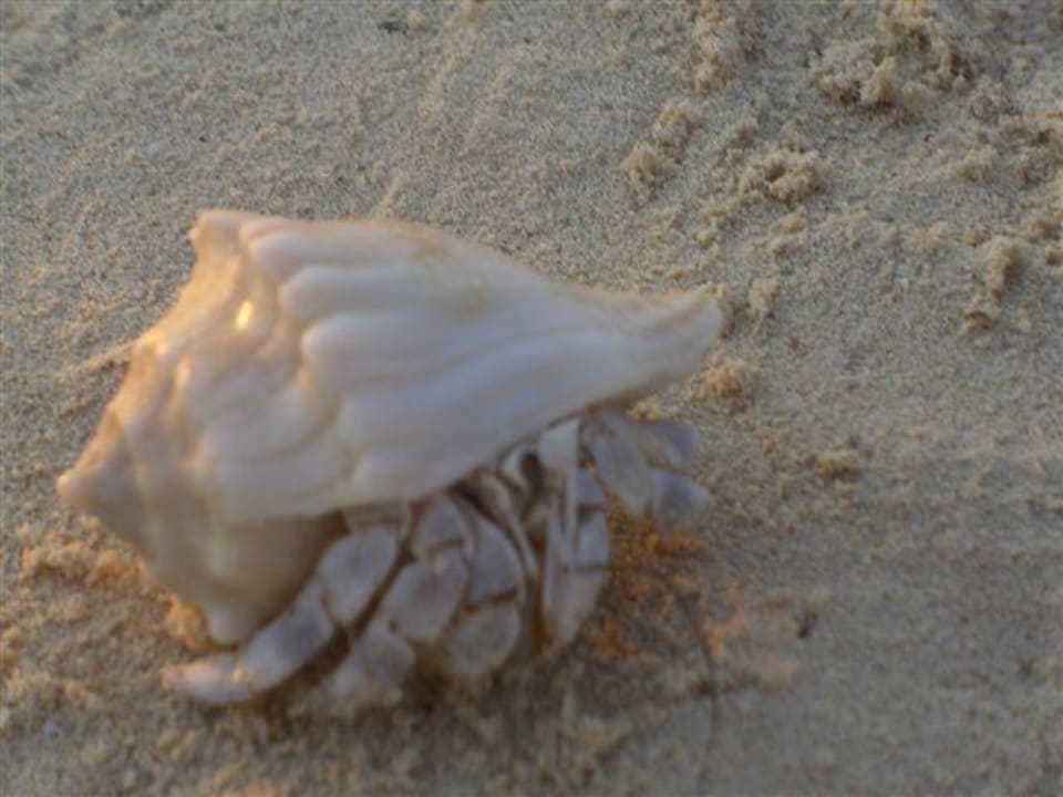 Muschelkrebs Makadi Palace