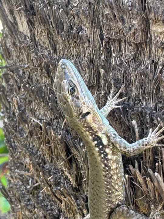 Gartenanlage allsun Numa Club Side