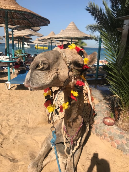 Strand Bella Vista Resort Hurghada