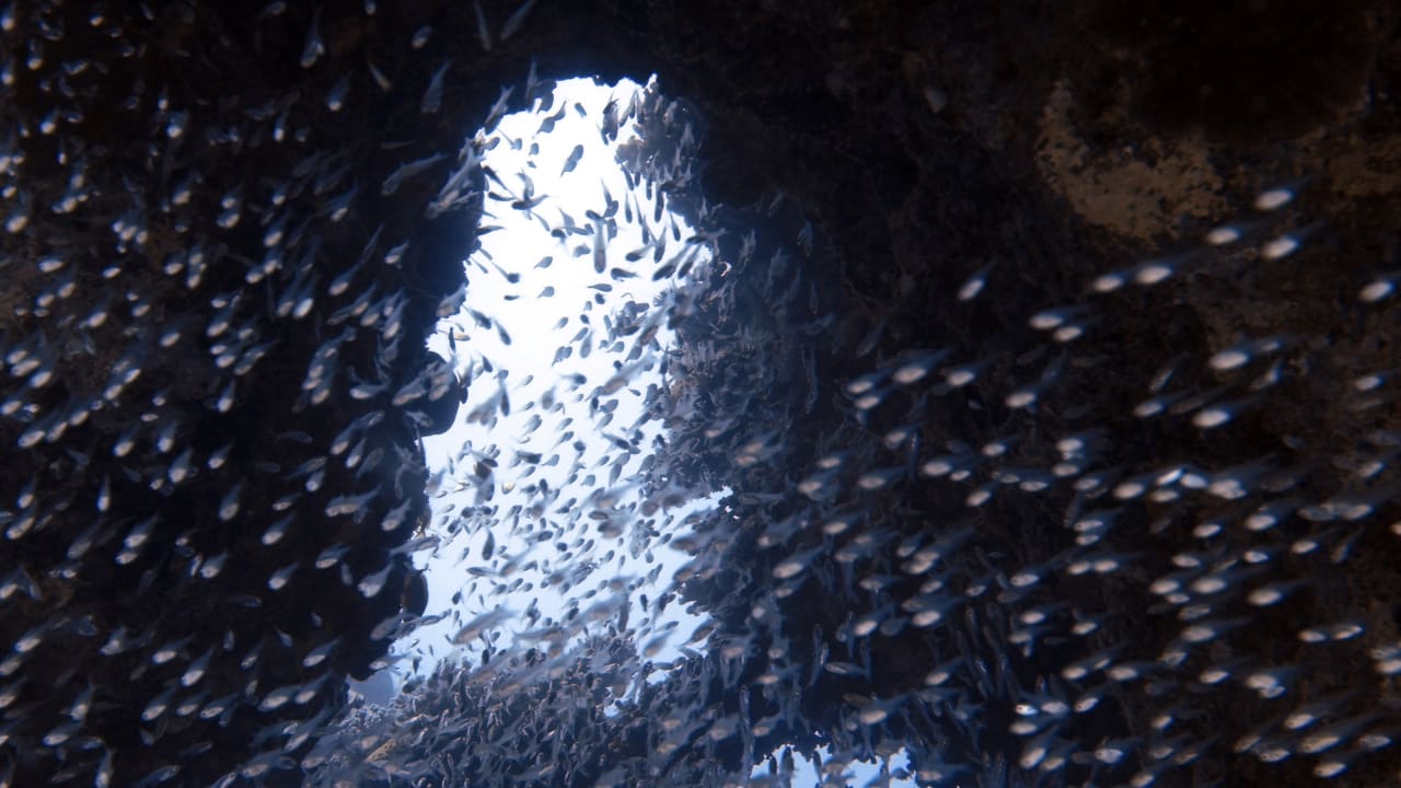 Sport & Freizeit Pickalbatros Citadel Resort