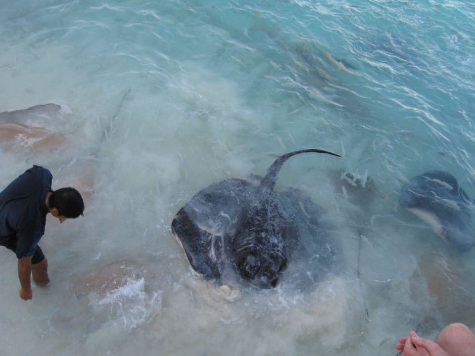 Rochenfütterung NH Collection Maldives Reethi Resort