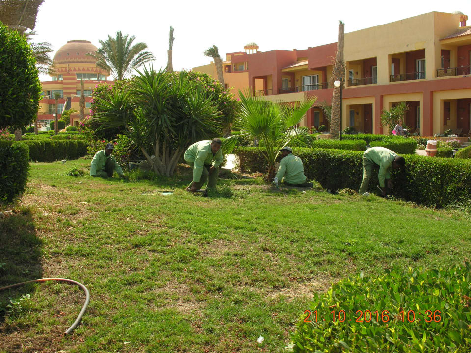 Prace ogrodowe Malikia Resort Abu Dabbab