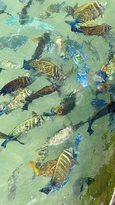 Sonstiges Pickalbatros Dana Beach Resort - Hurghada