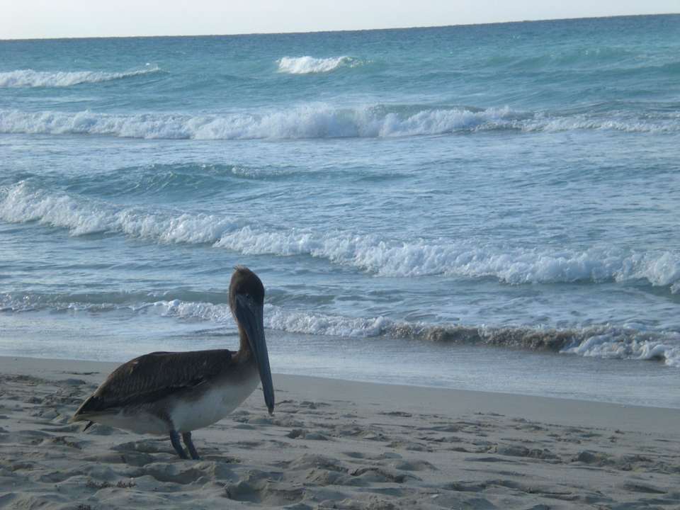 Pelikan Hotel Roc Barlovento