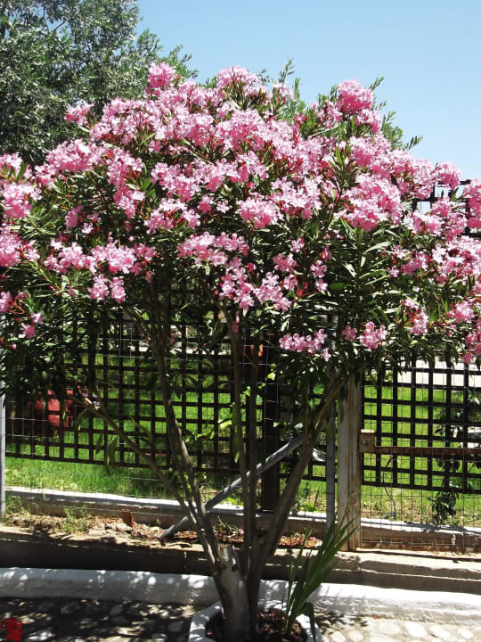 Garden Gorgona Rooms