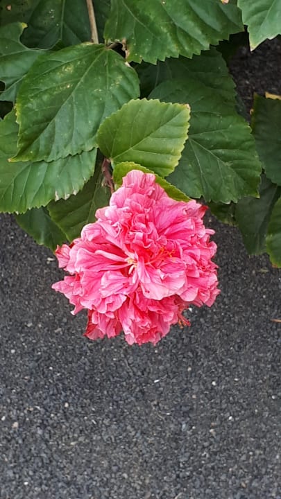 Gartenanlage allsun App.-Hotel Albatros