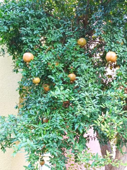 Gartenanlage VONRESORT Golden Beach