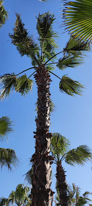 Gartenanlage Hotel Delphin Diva