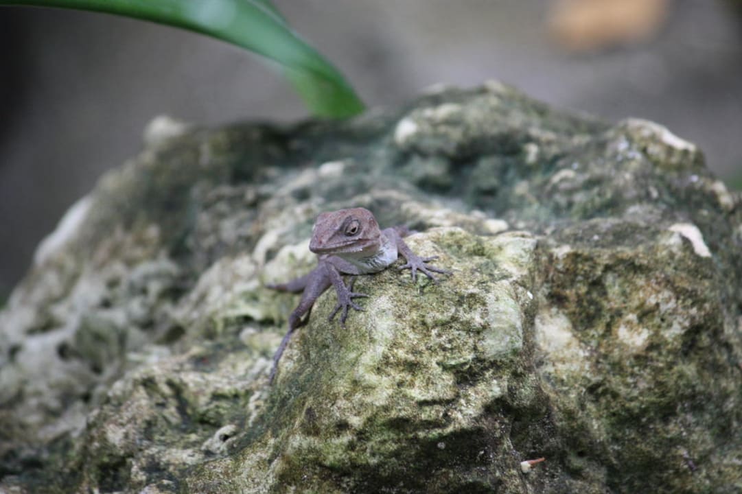 Gecko Sunscape Puerto Plata