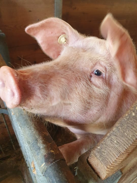 Sport & Freizeit Bauernhof Paußhof