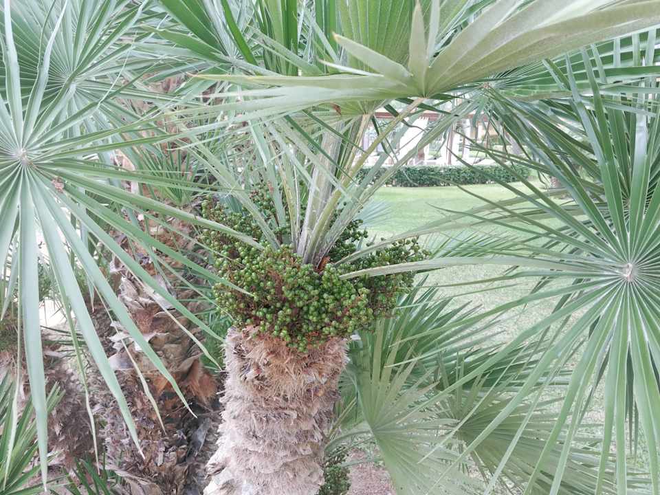 Gartenanlage Zafiro Mallorca