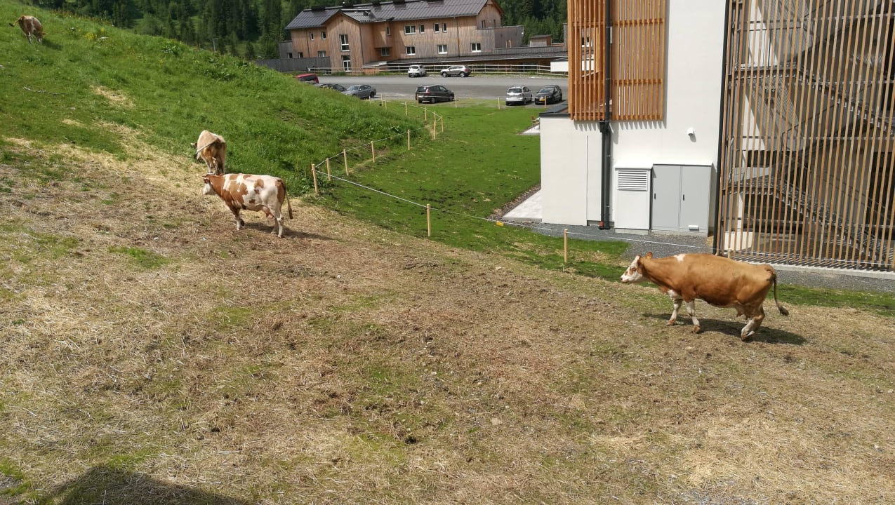 Blick aus dem Zimmer Almresort Gartnerkofel