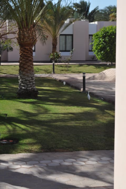 Сад Pharaoh Azur Resort