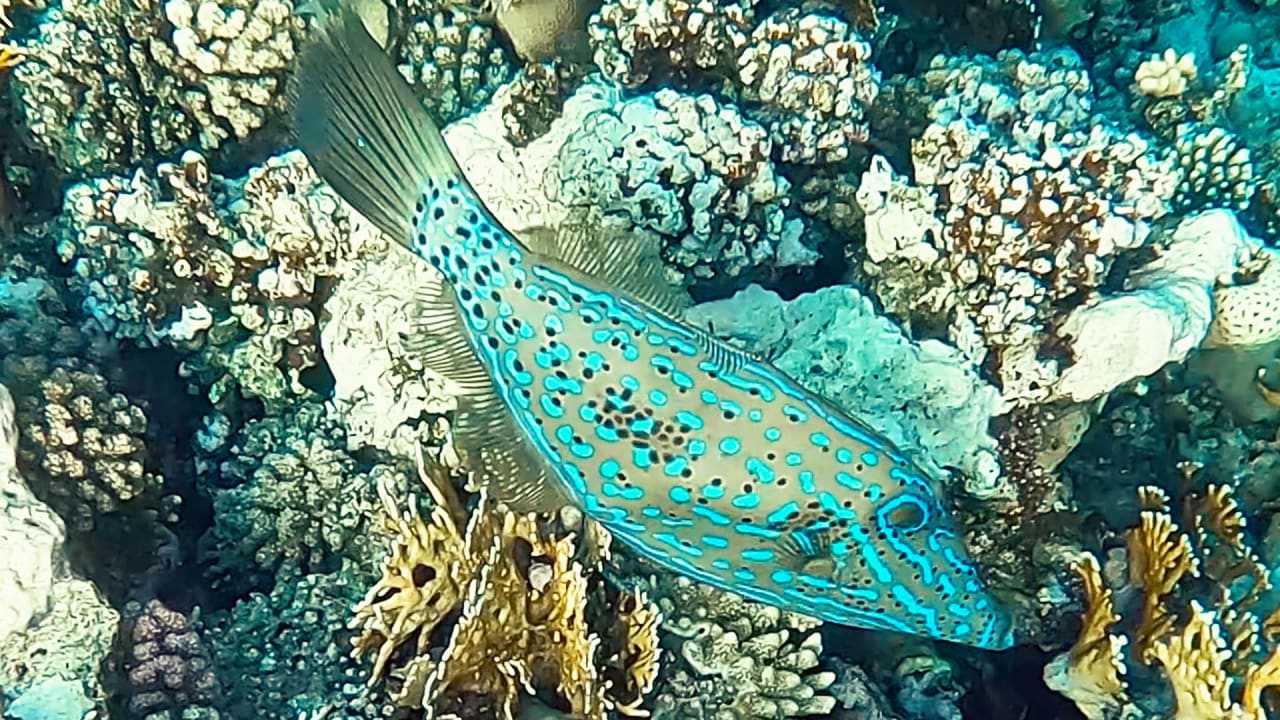 Sport & Freizeit Steigenberger Coraya Beach - Adults only