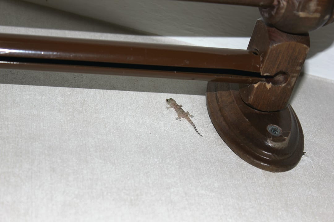 Unser Mitbewohner Trendy Aspendos Beach Hotel