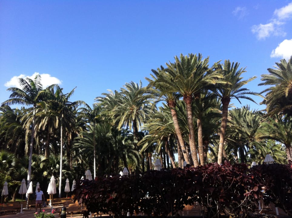 Gartenanlage Seaside Hotel Palm Beach