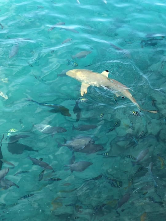 Sport & Freizeit Summer Island Maldives