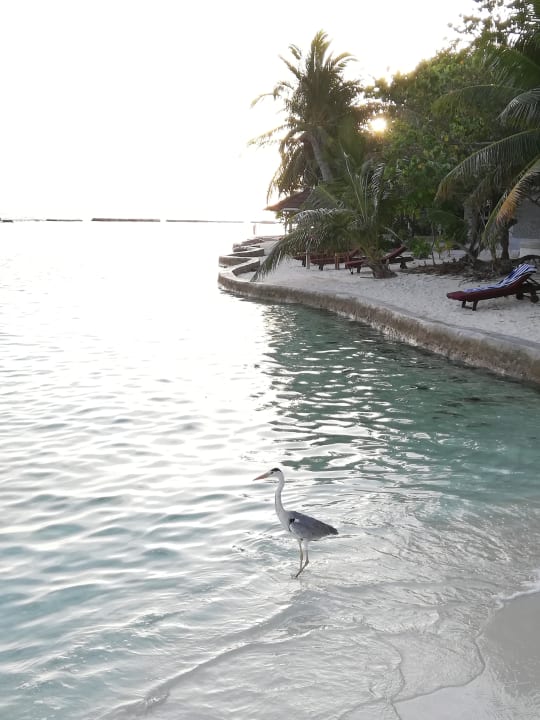 Strand Ellaidhoo Maldives by Cinnamon