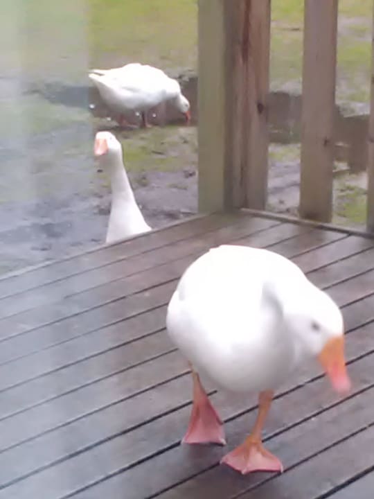 Kommen auf Terrasse Lake Resort Beekse Bergen