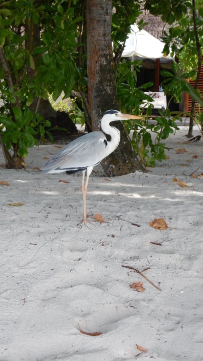 Tiere die sich anschleichen... Kuramathi Maldives