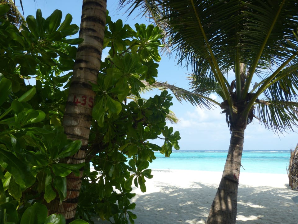 Superiorbungalow 215 Summer Island Maldives