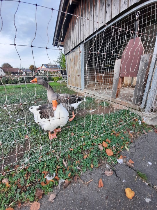 Sonstiges Urlaub am Regen - Ferienhof Dirnberger