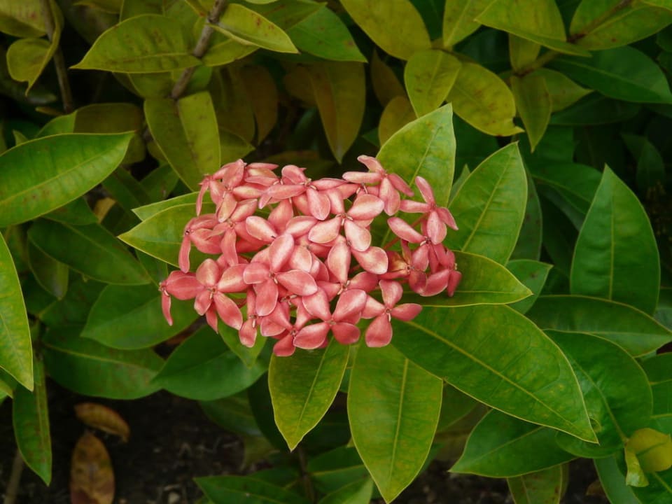 Blume TRS Turquesa Hotel - Adults only