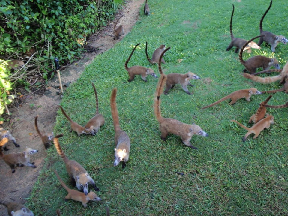 Nasenbären Grand Palladium Kantenah Resort & Spa