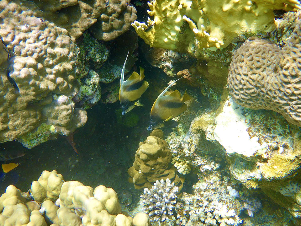 Sport & Freizeit Three Corners Sea Beach Resort