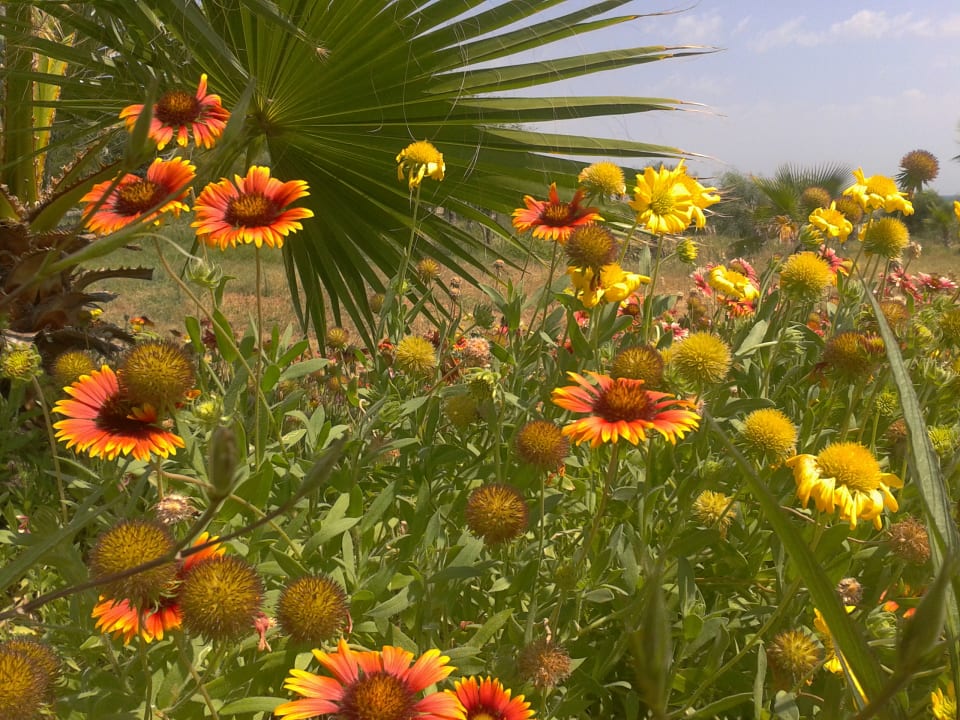 Gartenanlage Süral Saray Hotel
