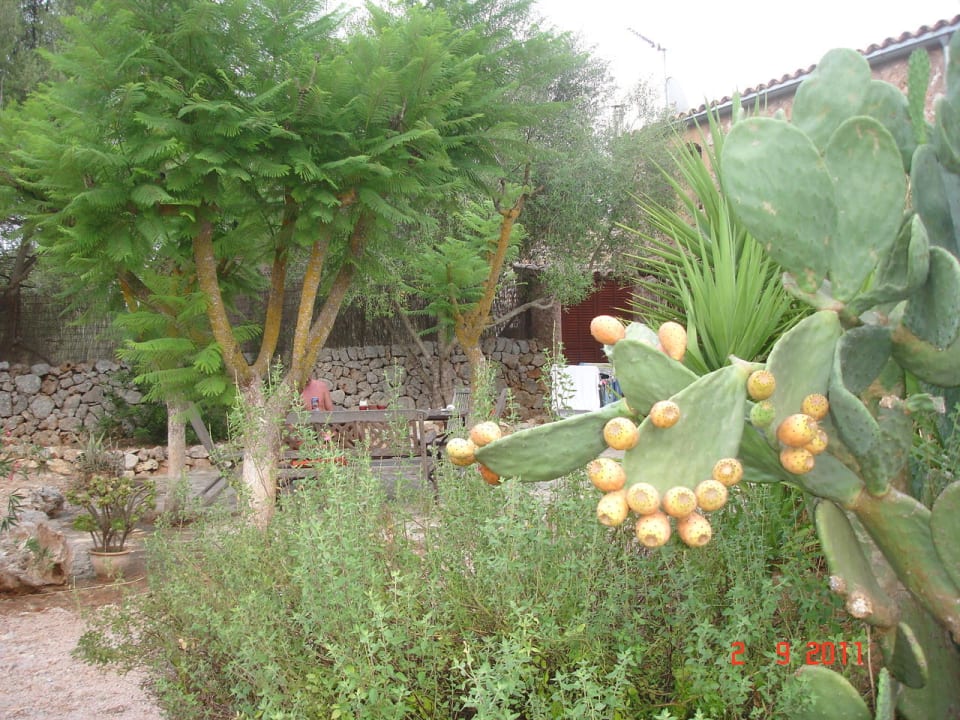 Schöne Bepflanzung Finca Can Pina