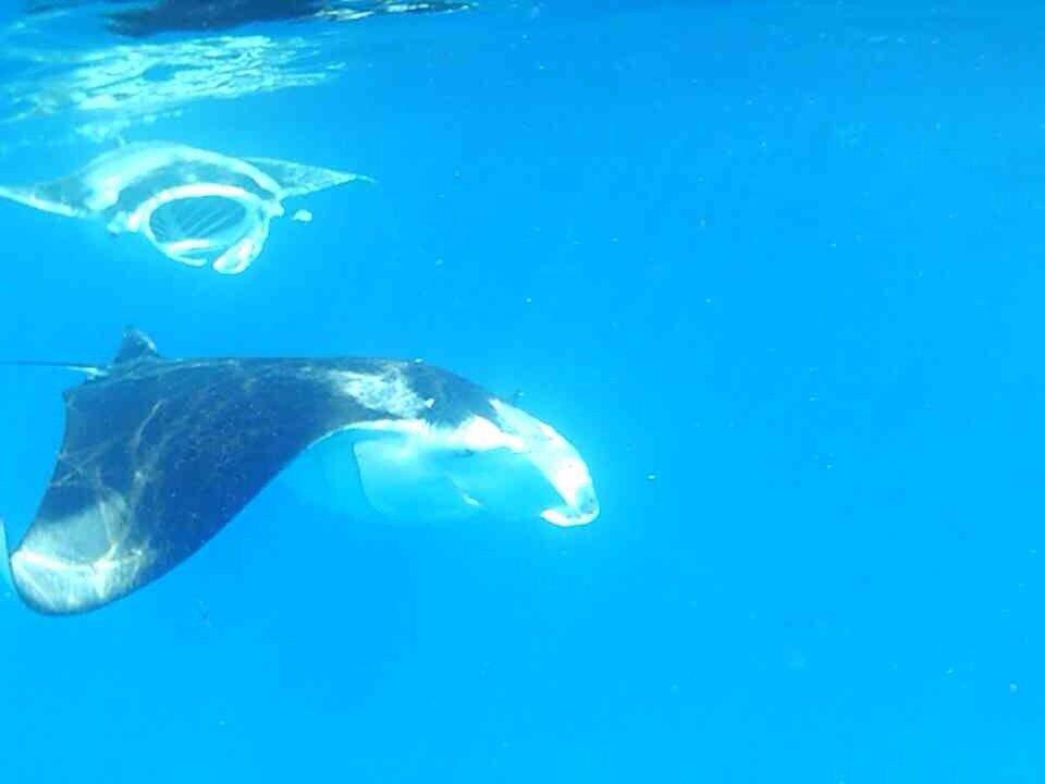 Schwimmen mit Mantas Kuredu Island Resort & Spa