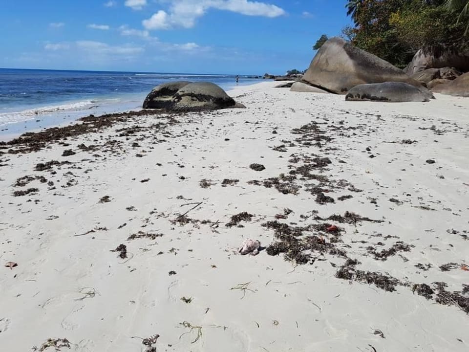 Strand Haus & Apartments Beau Bamboo