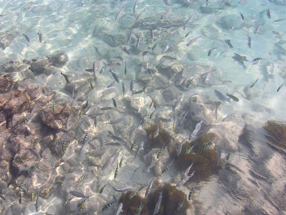 Fische am Steg von oben Summer Island Maldives