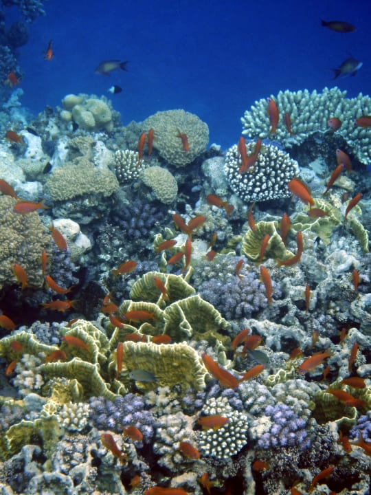 Strand Steigenberger Coraya Beach - Adults only