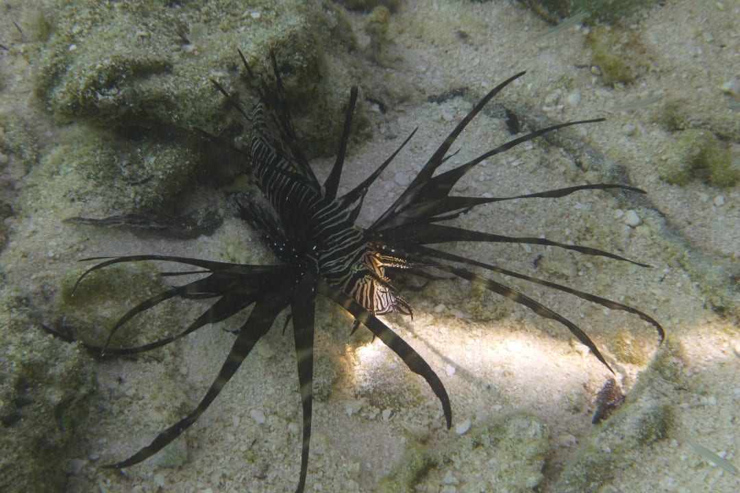 Unterwasserwelt Angaga Island Resort