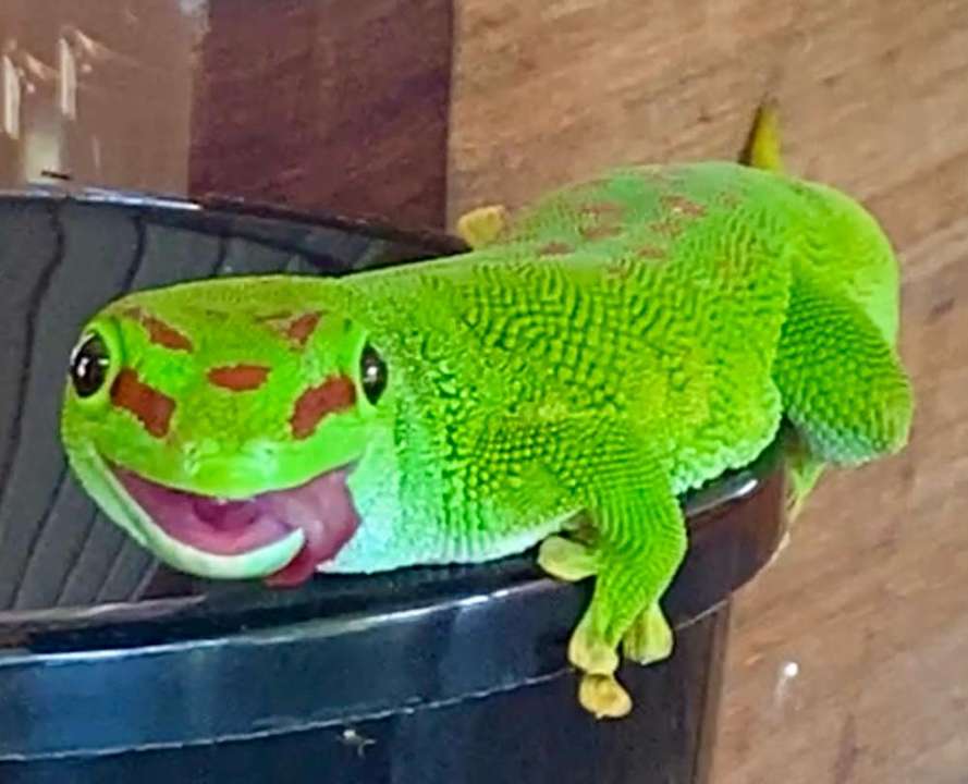 Sonstiges Le Meridien Ile Maurice